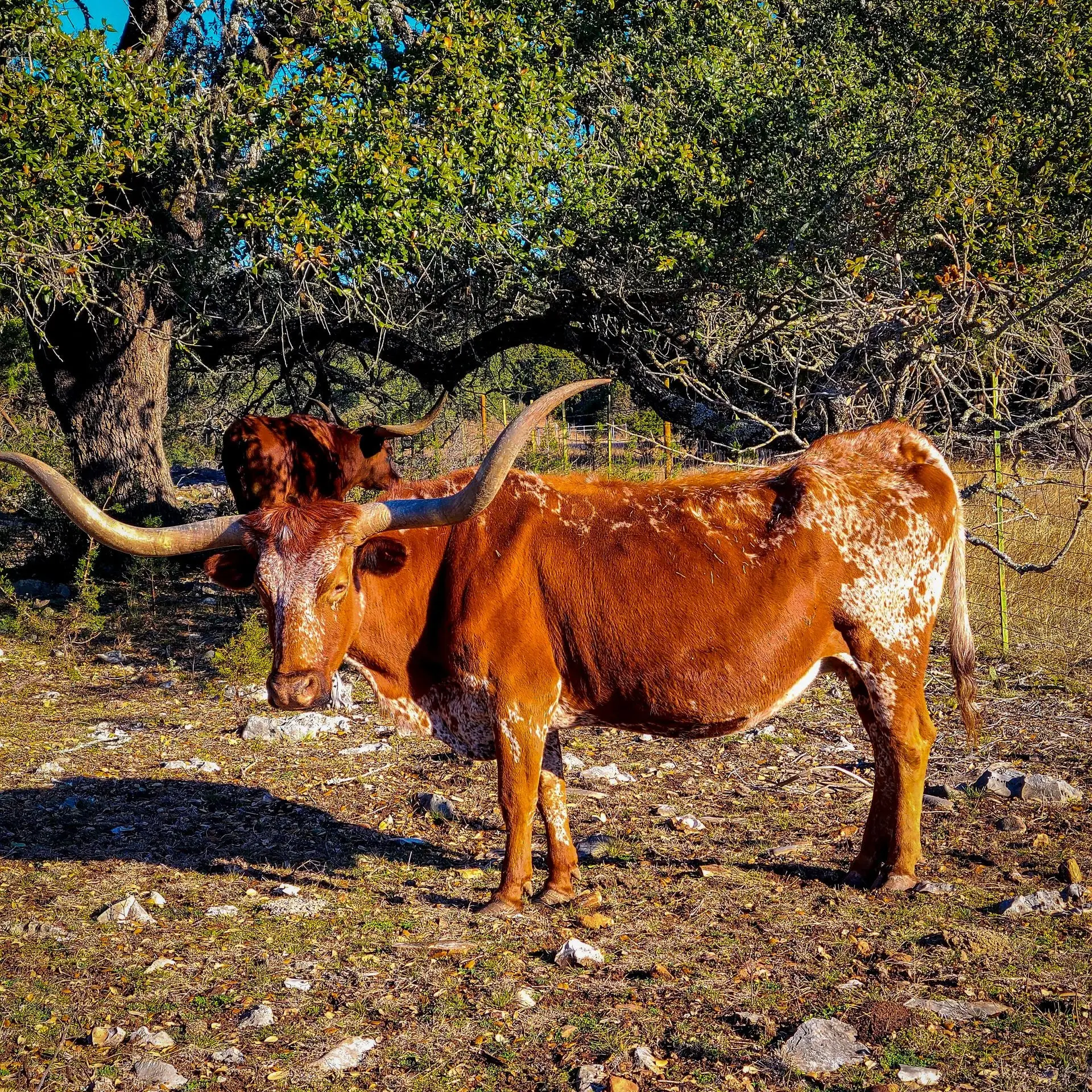 Un longhorn dalle corna lunghissime, sdraiato all'ombra dei mesquite