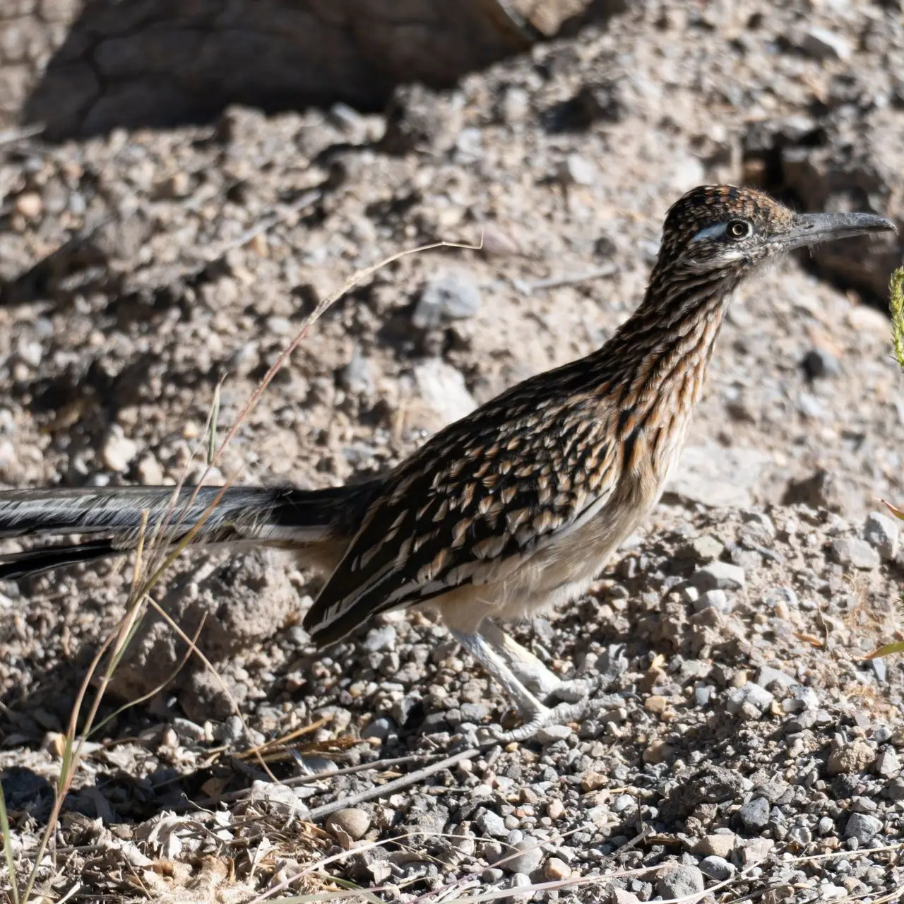 Un uccello dalle lunghe zampe fermo su un terreno di pietre chiare
