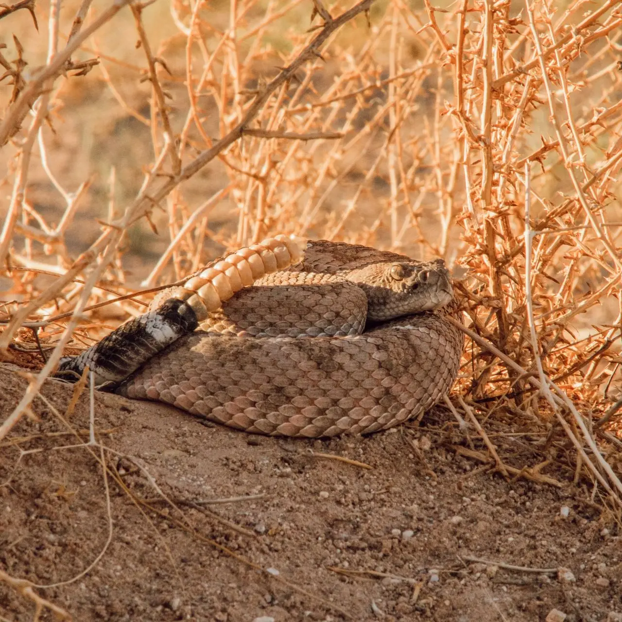 Un serpente arrotolato fra i rami secchi, col sonaglio in vista