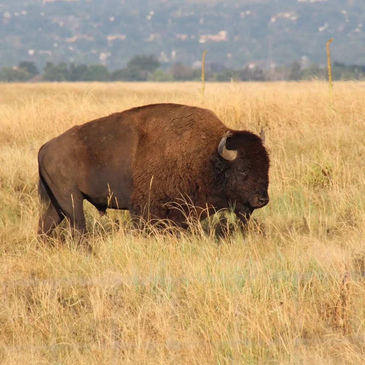 Un grande bovino selvatico che pascola da solo nell'erba alta e secca