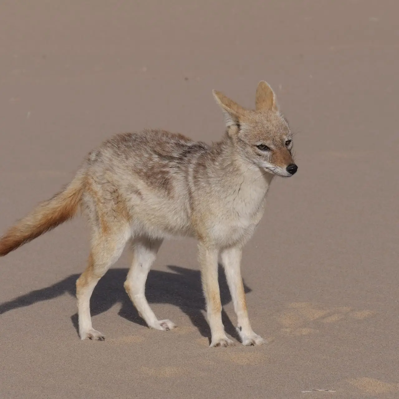 Un canide del deserto che attraversa un terreno spoglio, orecchie dritte