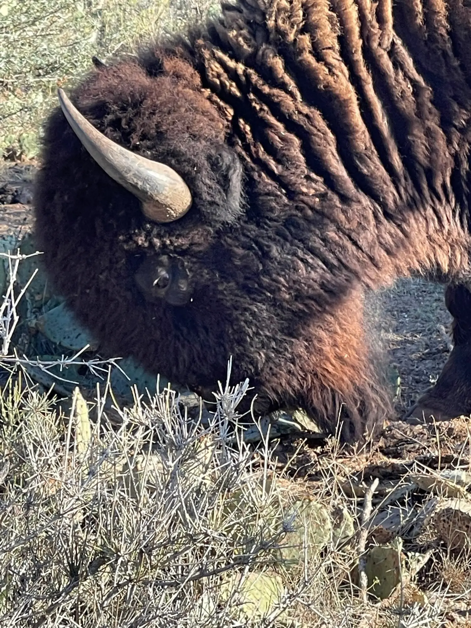 Un bisonte fotografato da vicino, al parco naturale di San Angelo